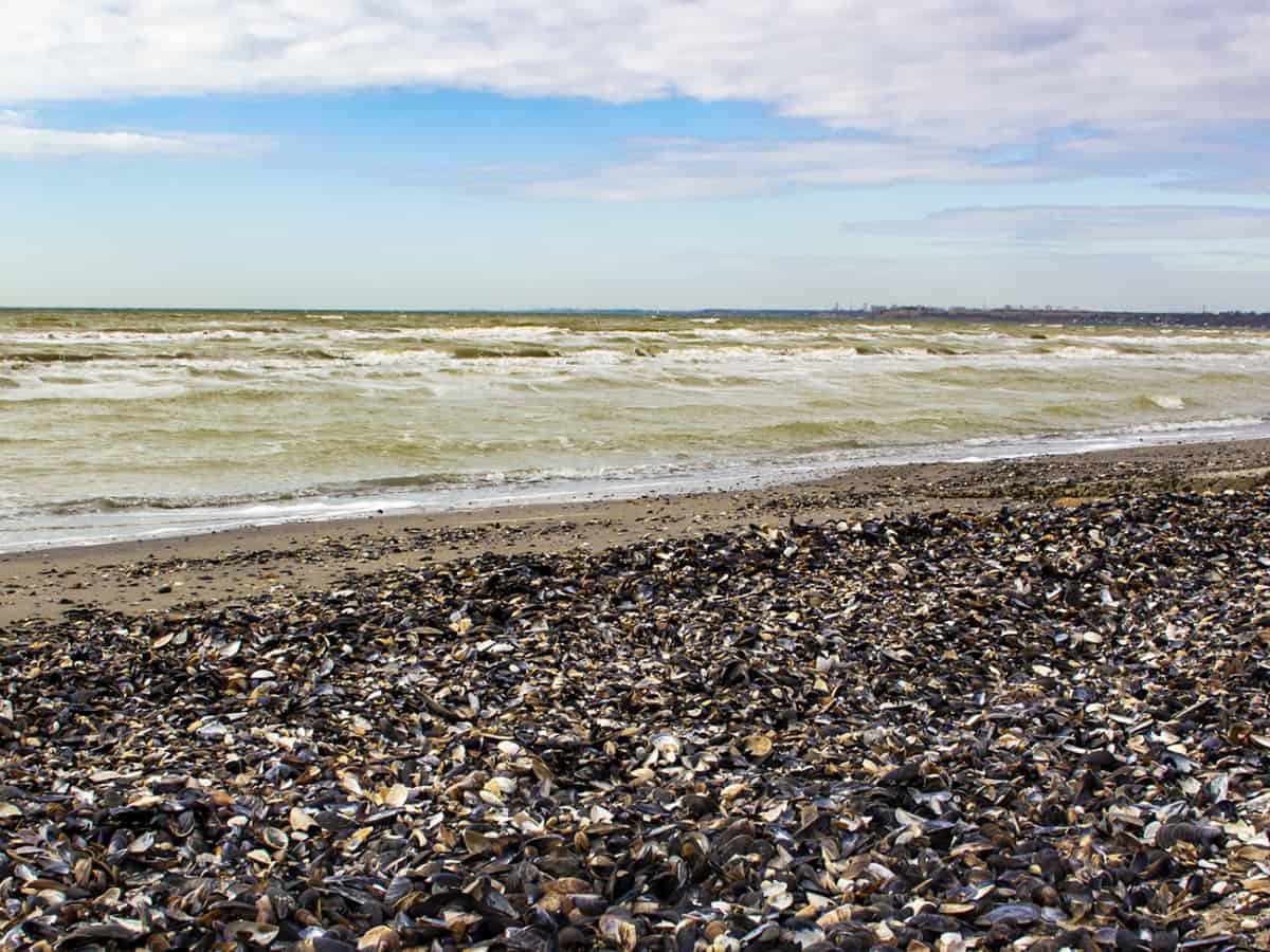 Пляж Коблево сегодня