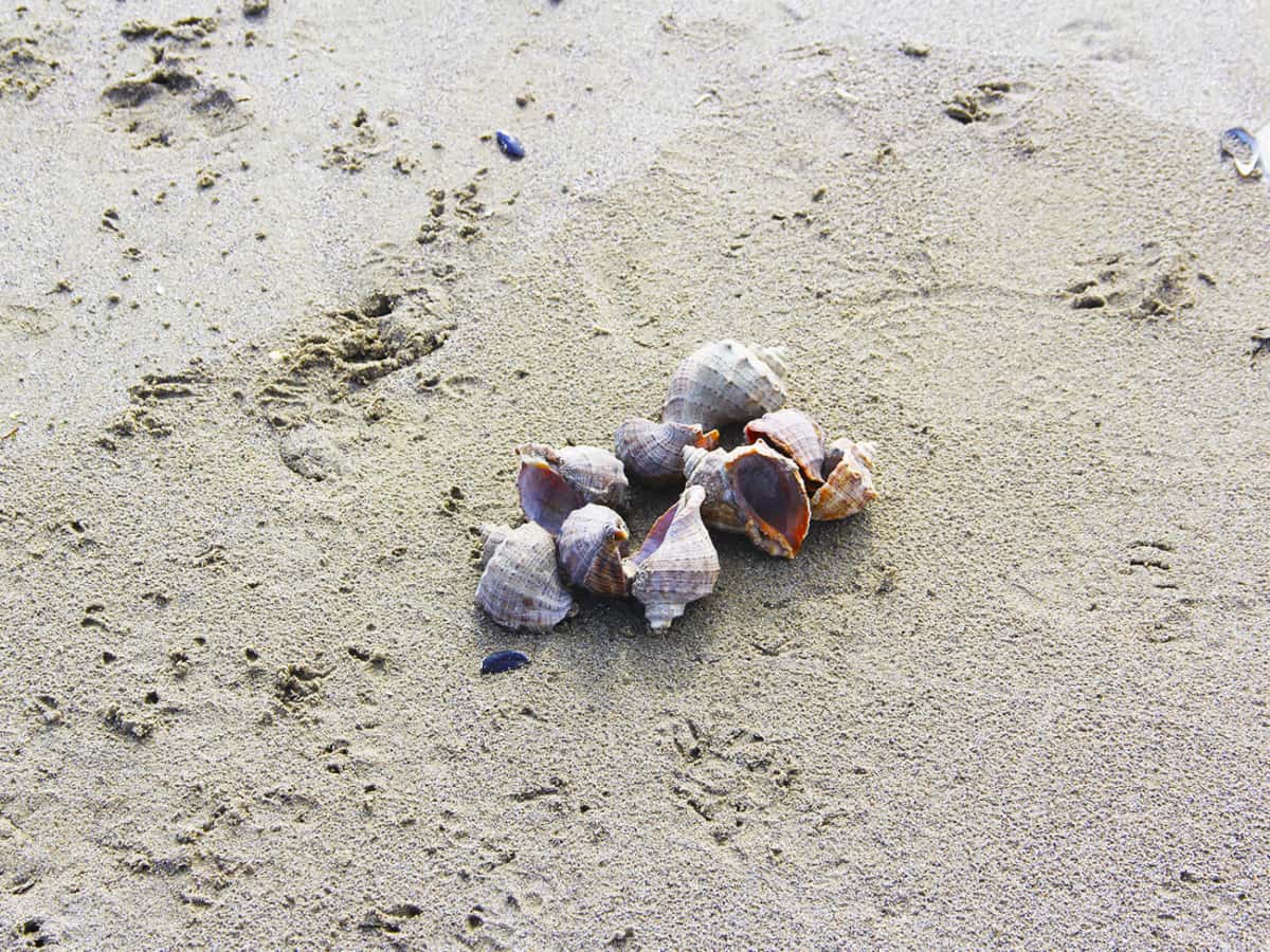 Рапаны Коблево