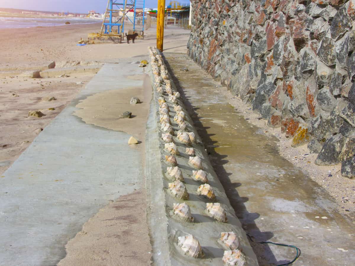 Экстерьер из рапанов в Коблево