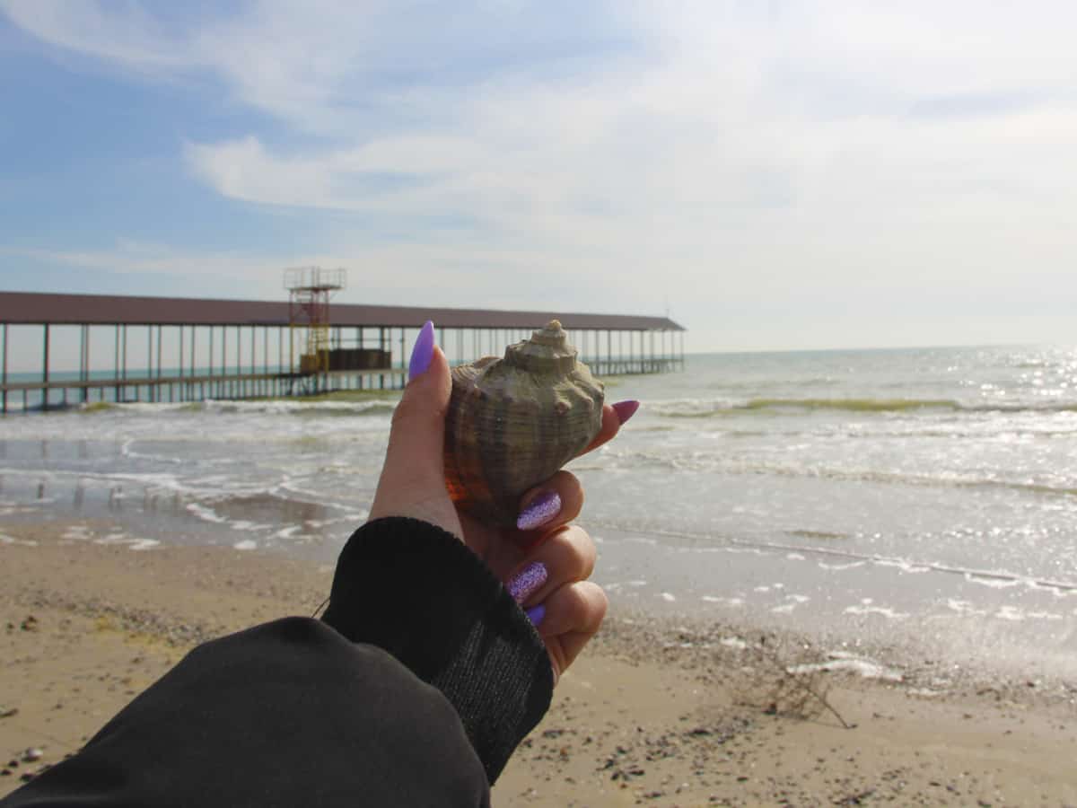 Рапаны в Коблево сегодня