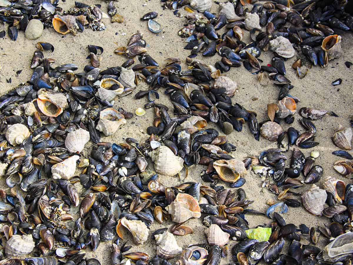 ракушки на пляже Коблево