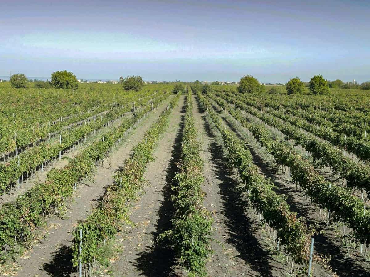 Факты о Коблево виноградники