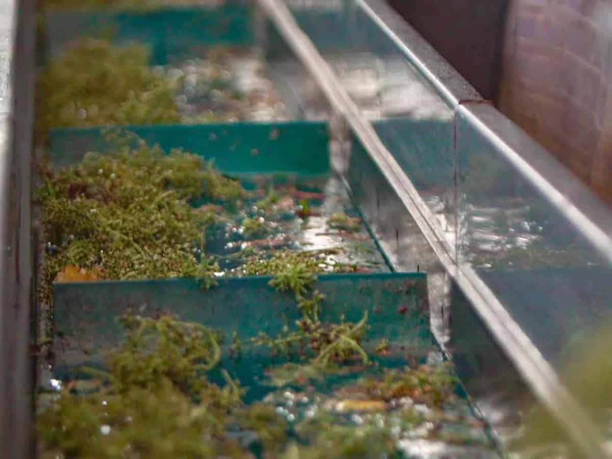 гребни от винограда Коблево