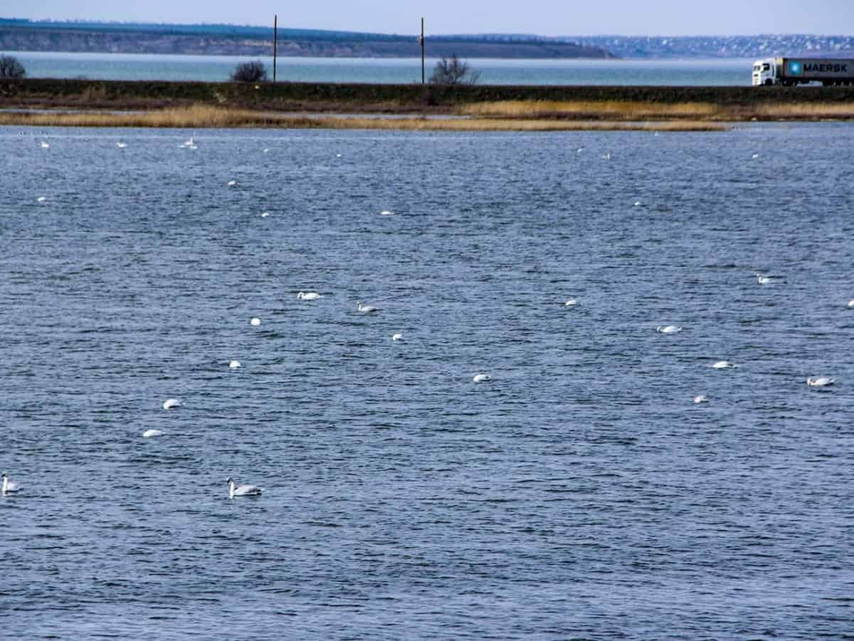 Факты о Коблево птичий заказник