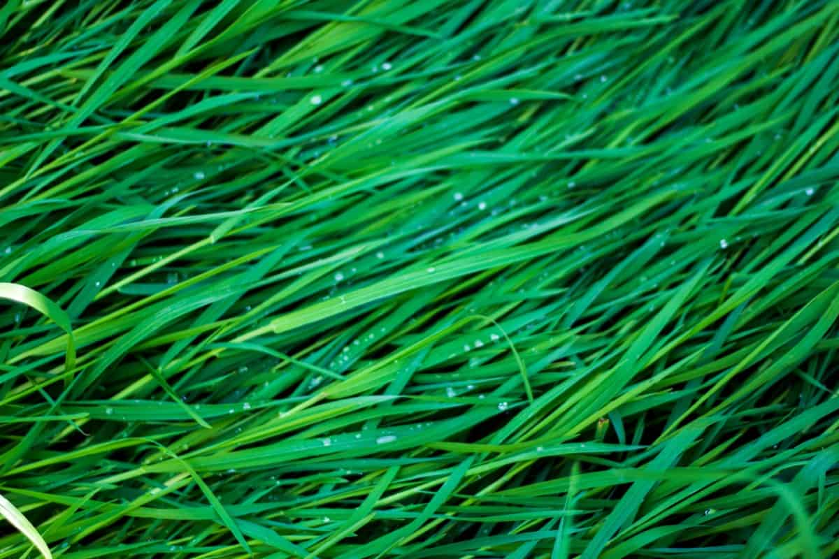 Климат и растения Коблево