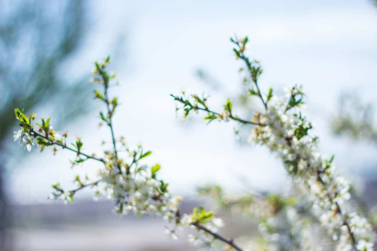 Климат в Коблево и природа