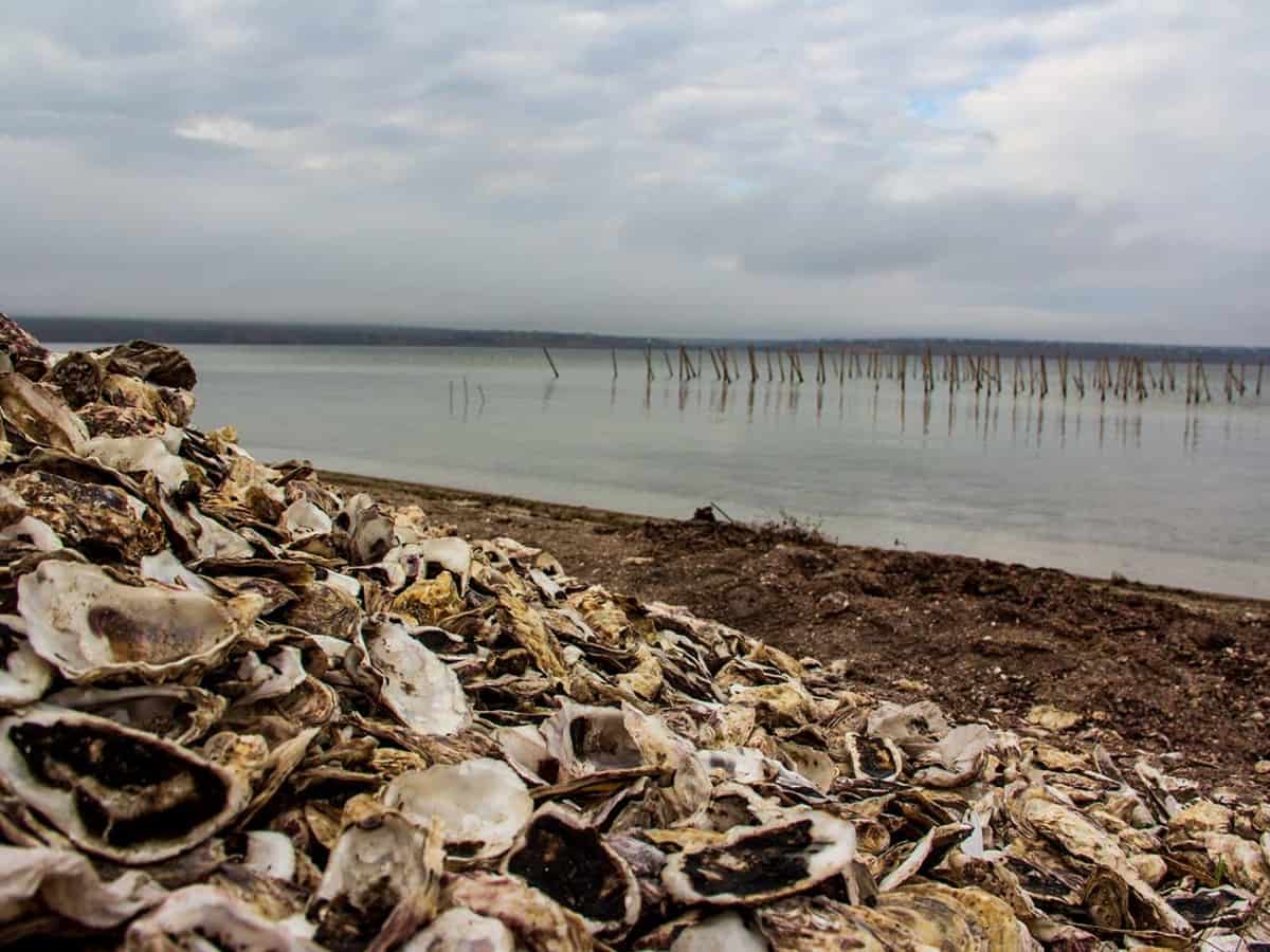 как растут устрицы