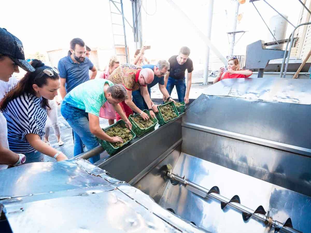 как собирают виноград