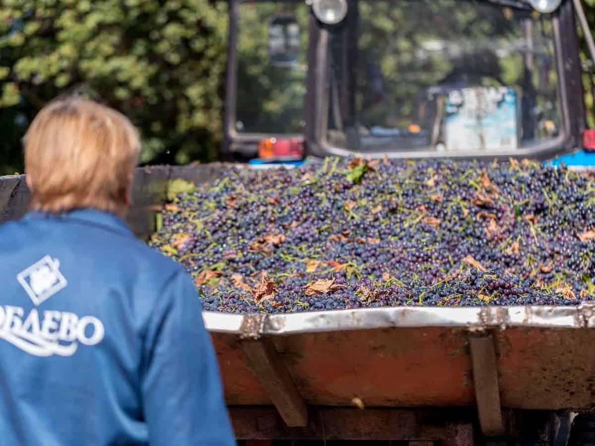 виноградники Коблево