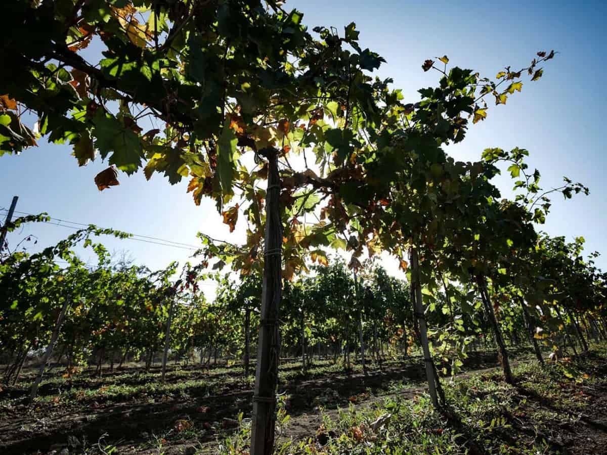 виноградная лоза