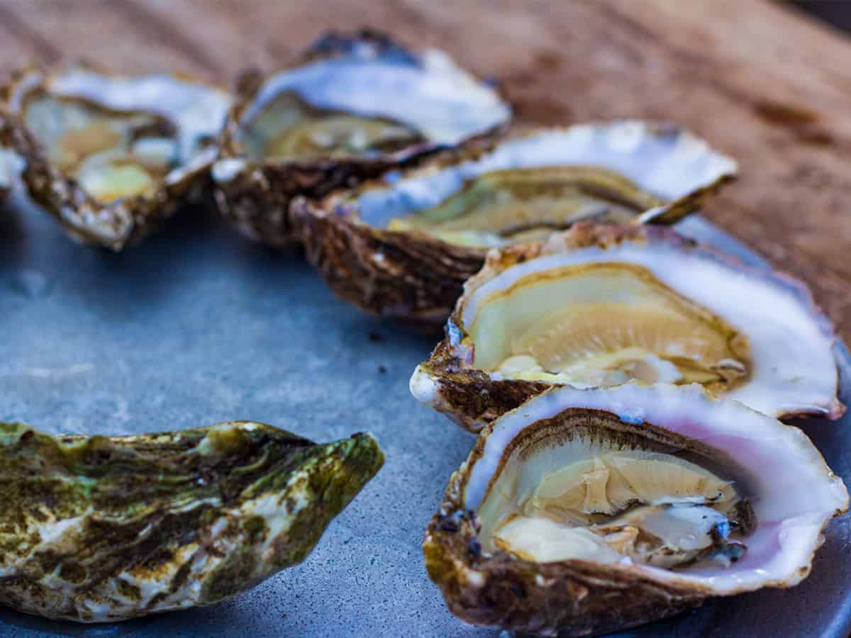 Устрицы открытие сезона в Коблево