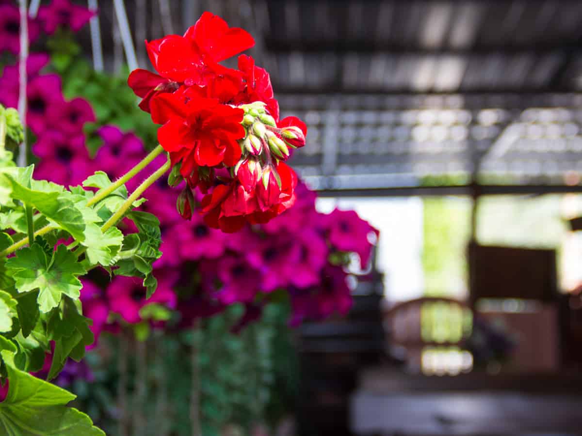 живые цветы декор У Бабушек