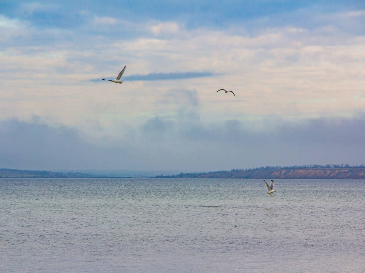Птицы Тилигульский лиман Тилигульская пересыпь