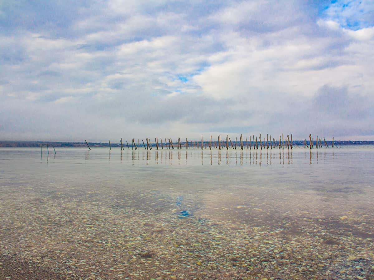 Тилигульский лиман устрицы
