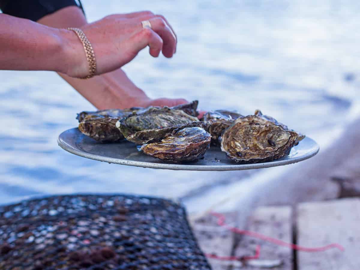 устрицы на устричной ферме