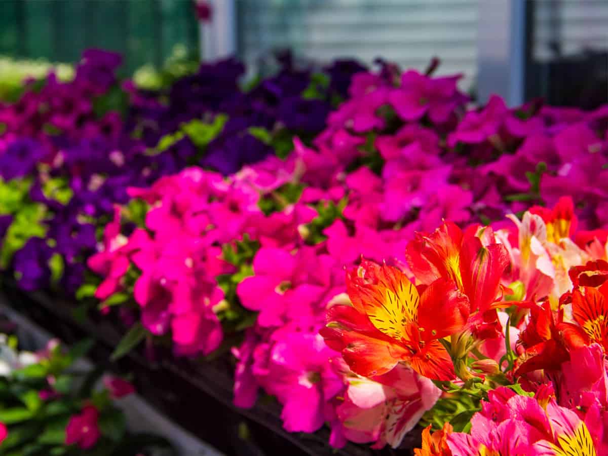 цветочный магазин в Коблево Новый Сад