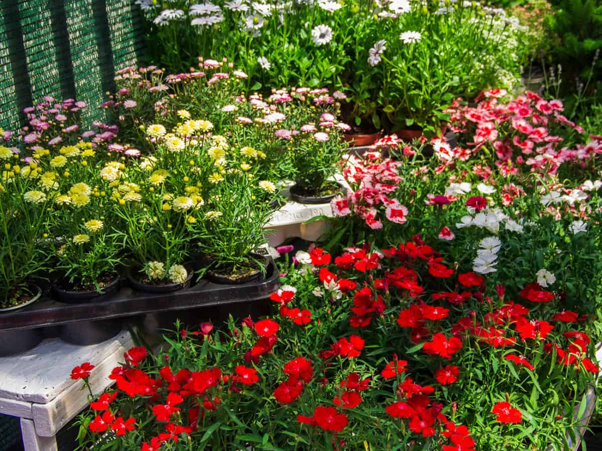 цветы в коблево доставка