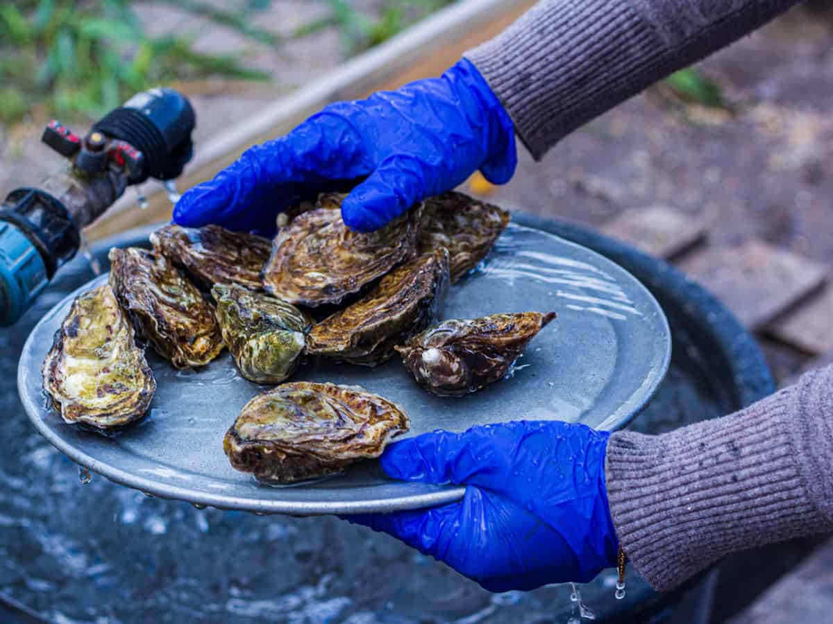 Устрицы в Коблево