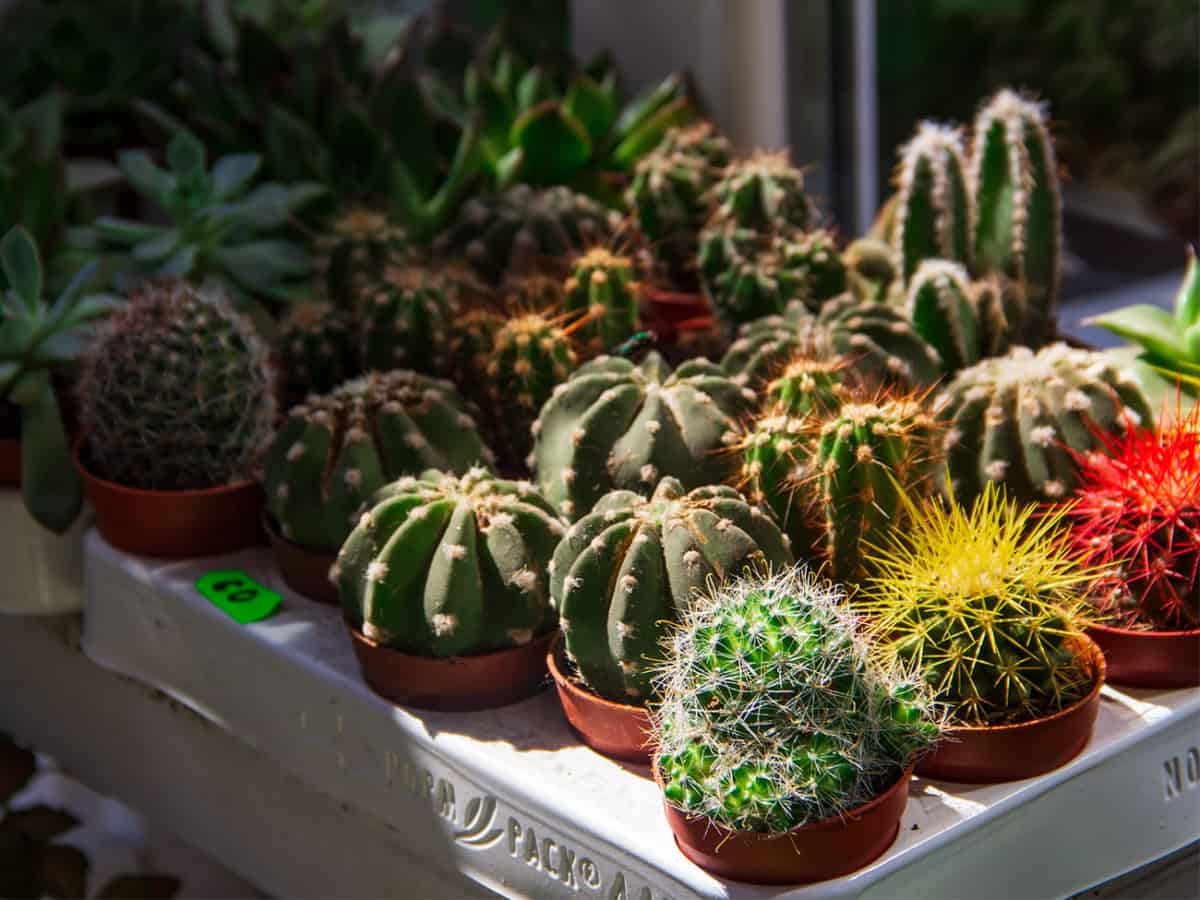 кактусы Цветочная лавка Новый Сад в Коблево