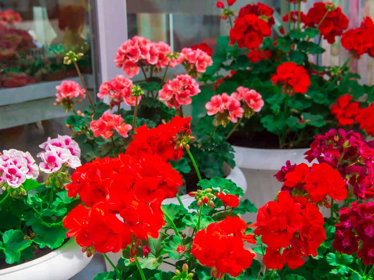 купить цветы в Коблево