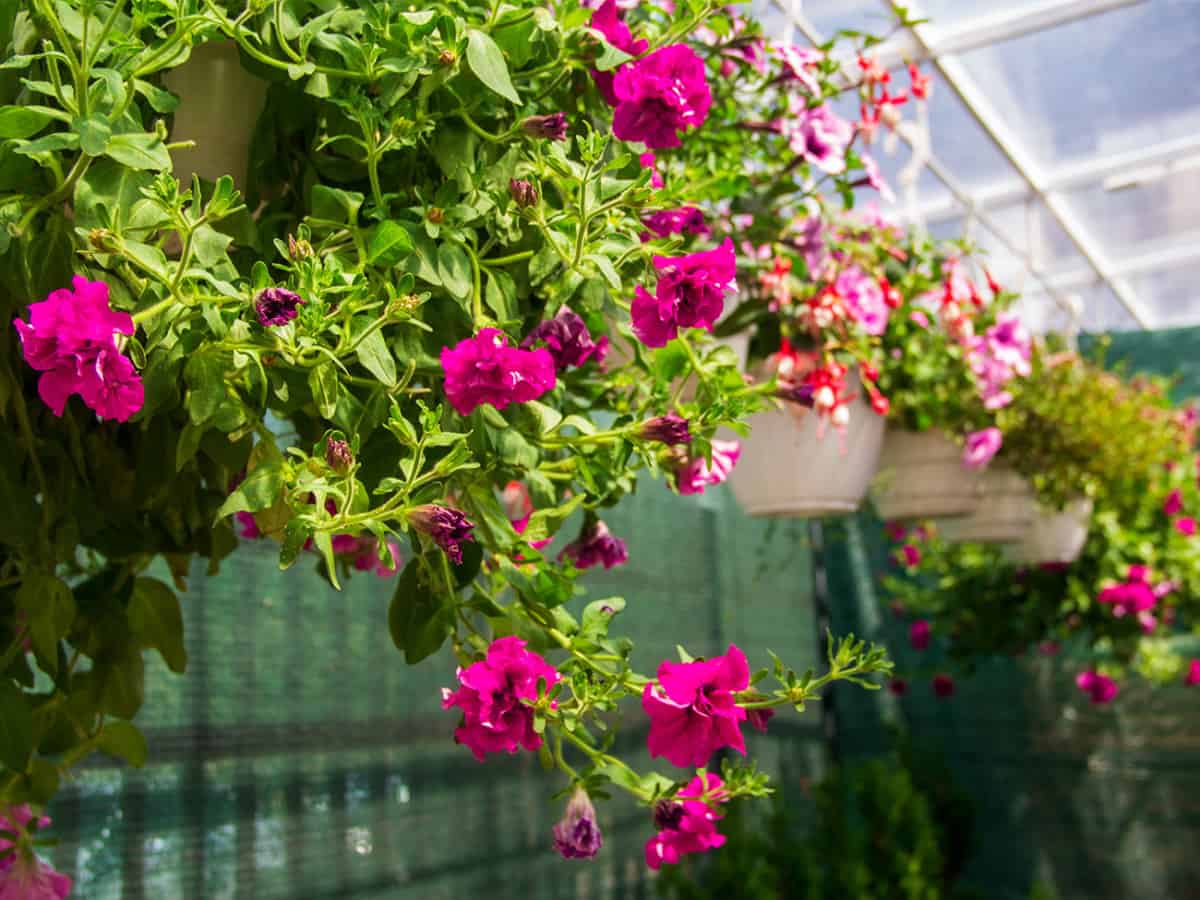 купить садовые растения в Коблево