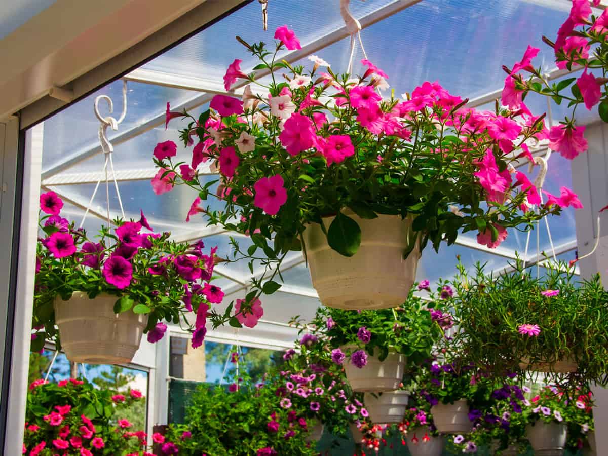 Цветочная лавка Новый Сад в Коблево садовые растения