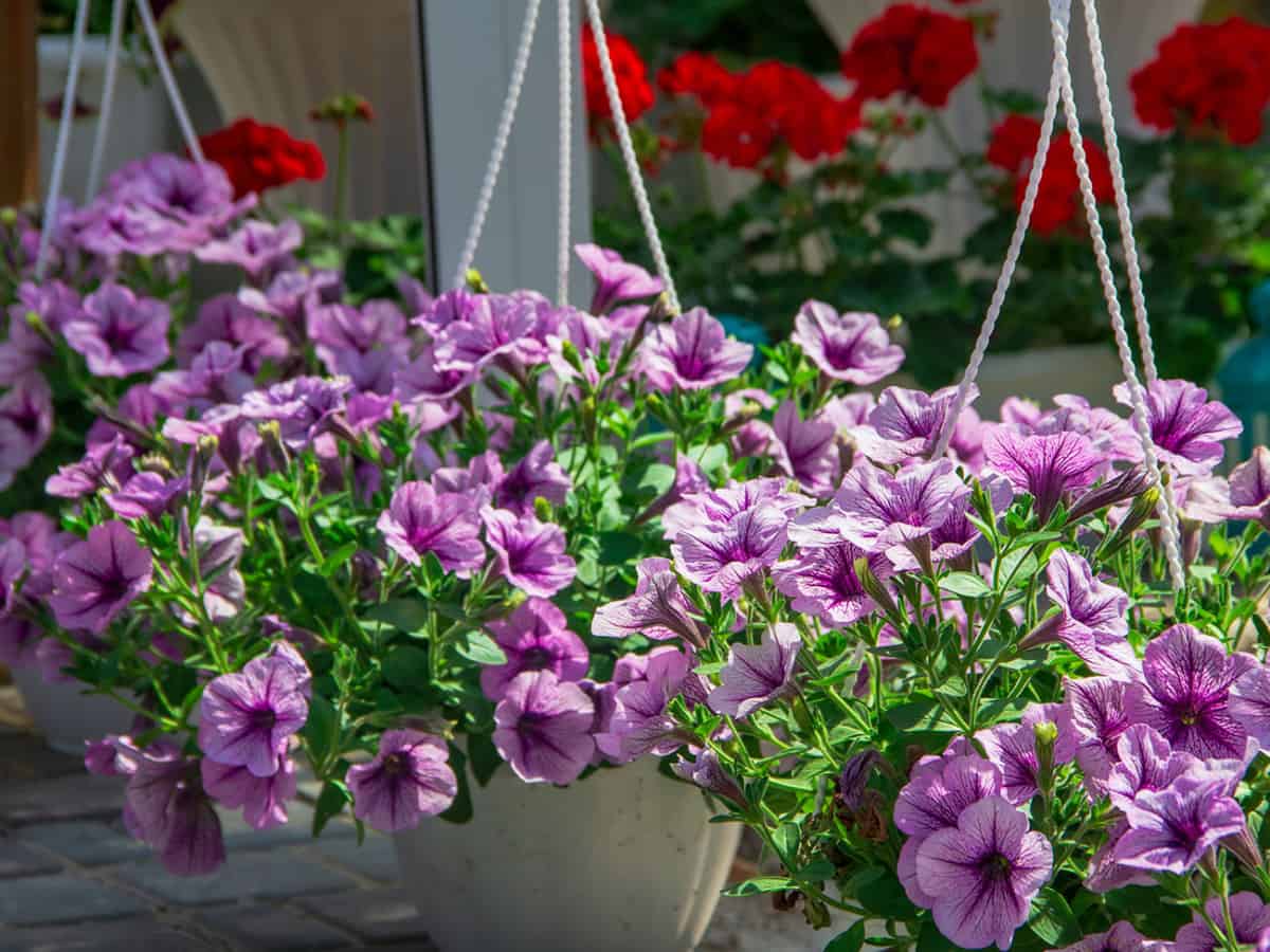 Цветочная лавка Новый Сад в Коблево