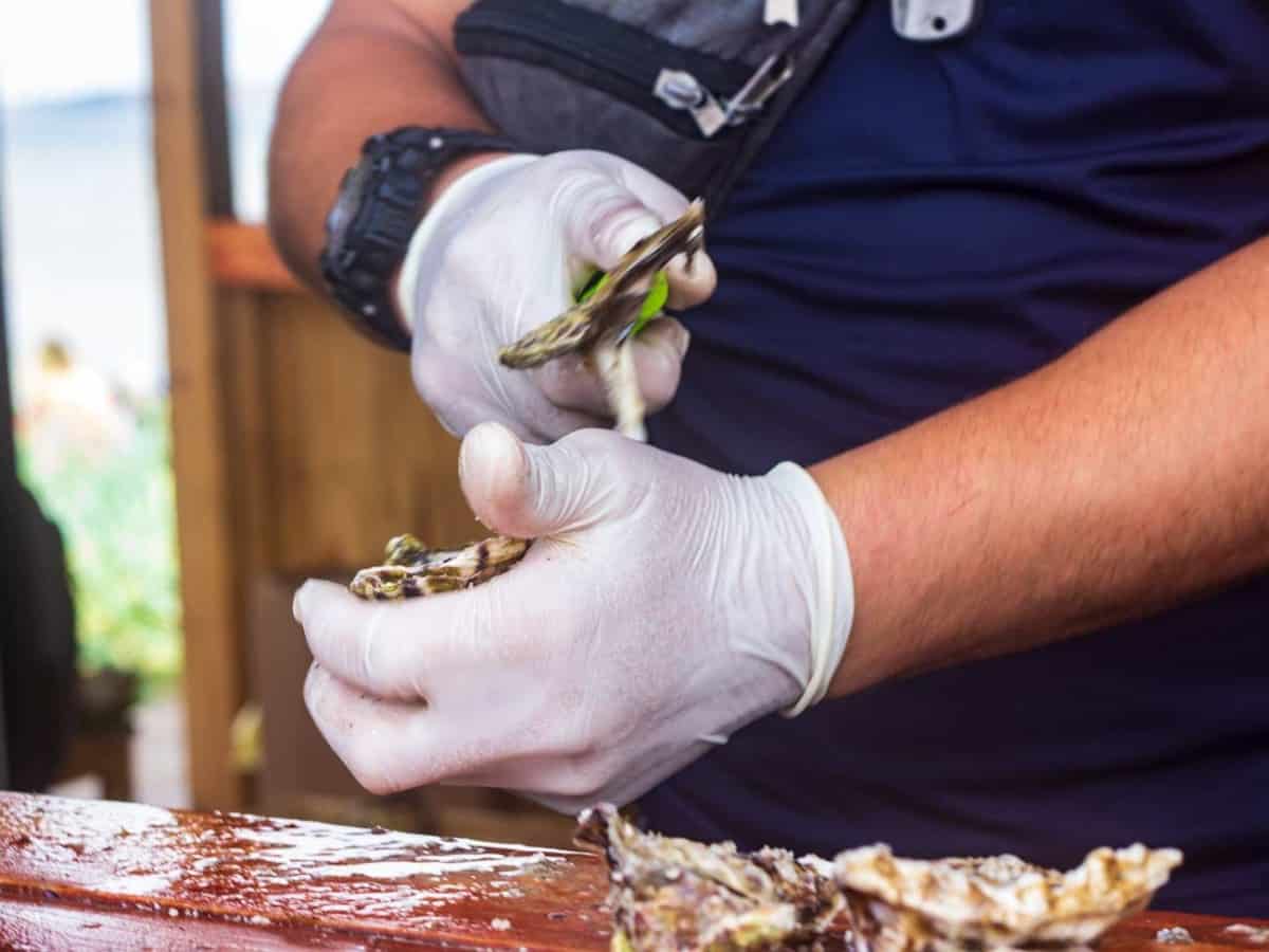 как открыть и съесть устрицу Коблево