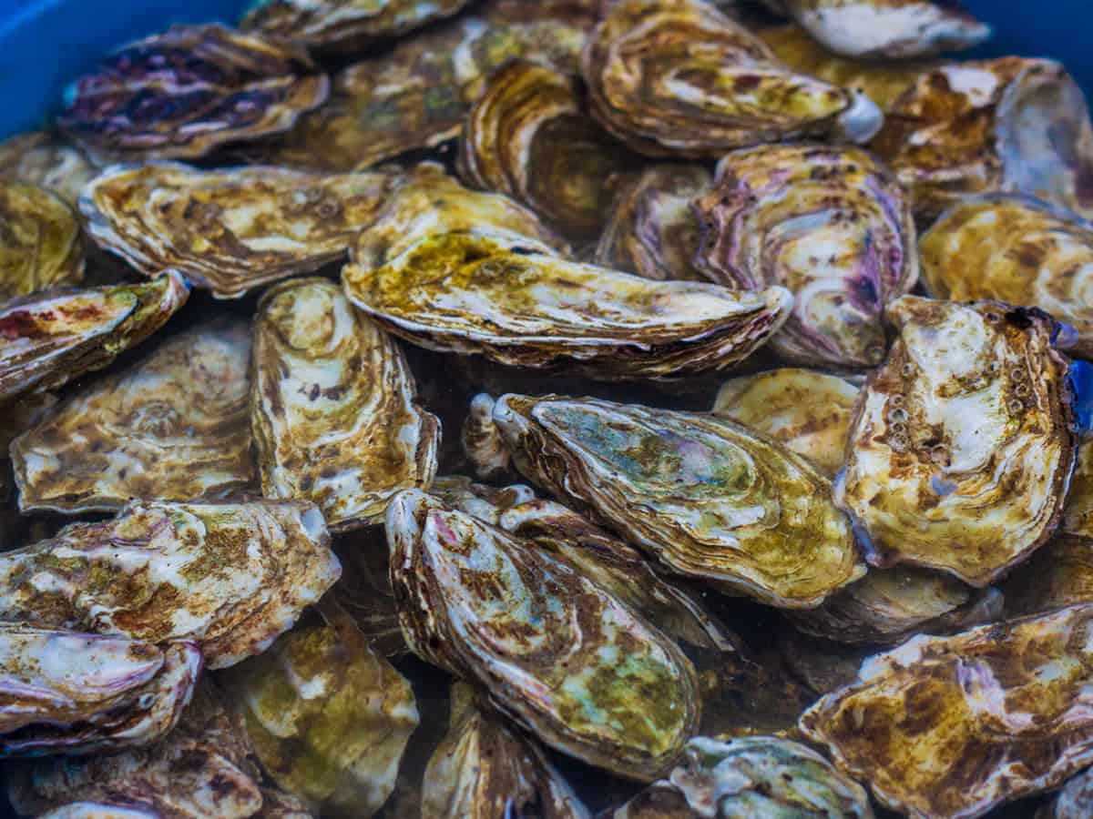 где в Коблево устричная ферма