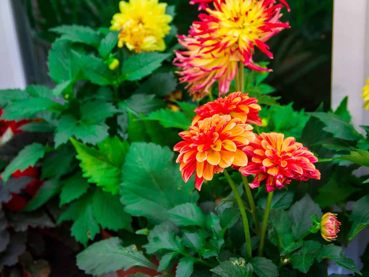 заказать доставку цветов в Коблево