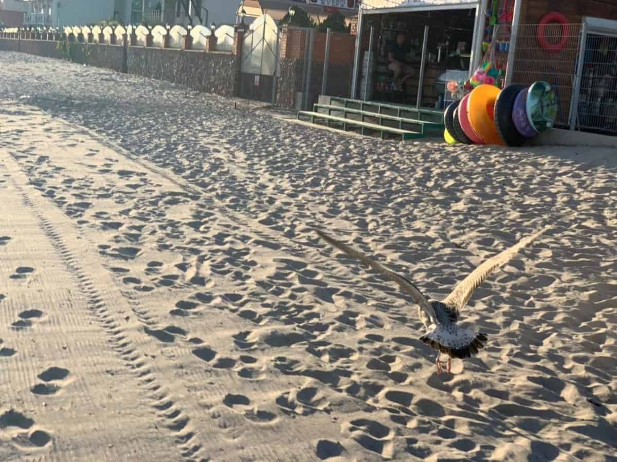 чайка в Коблево на пляже