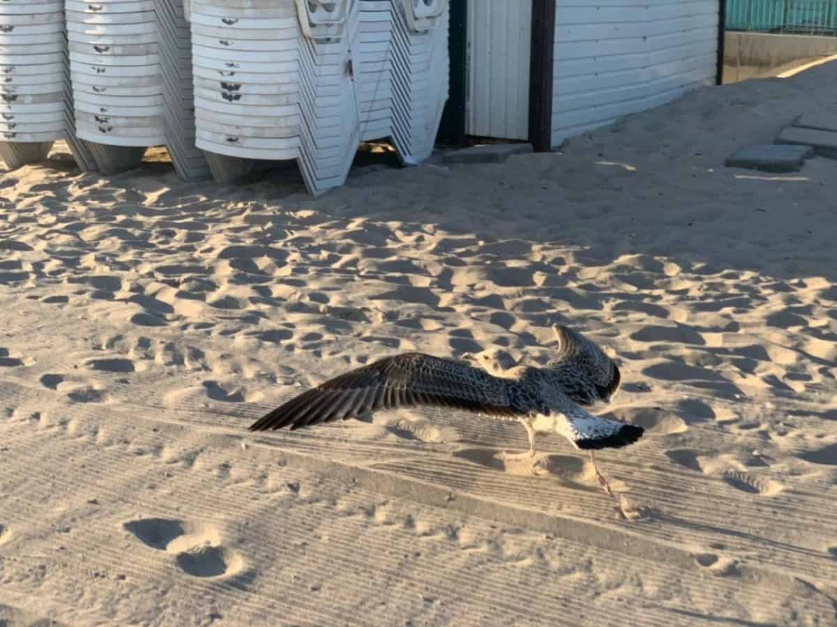 чайка в Коблево 14.07.2020