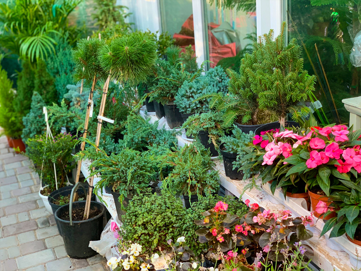 цветочная лавка Новый Сад в Коблево