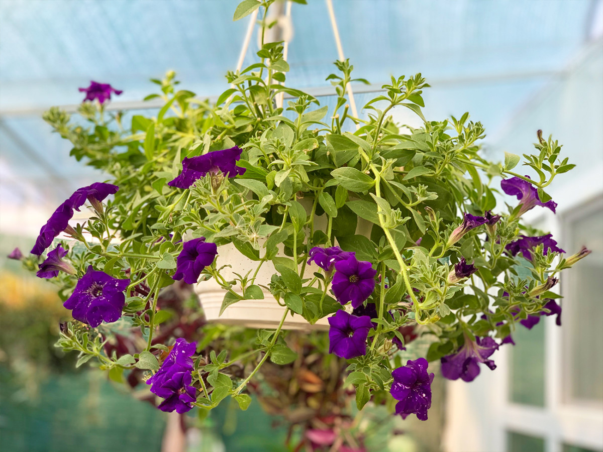 Петунии в Коблево фото