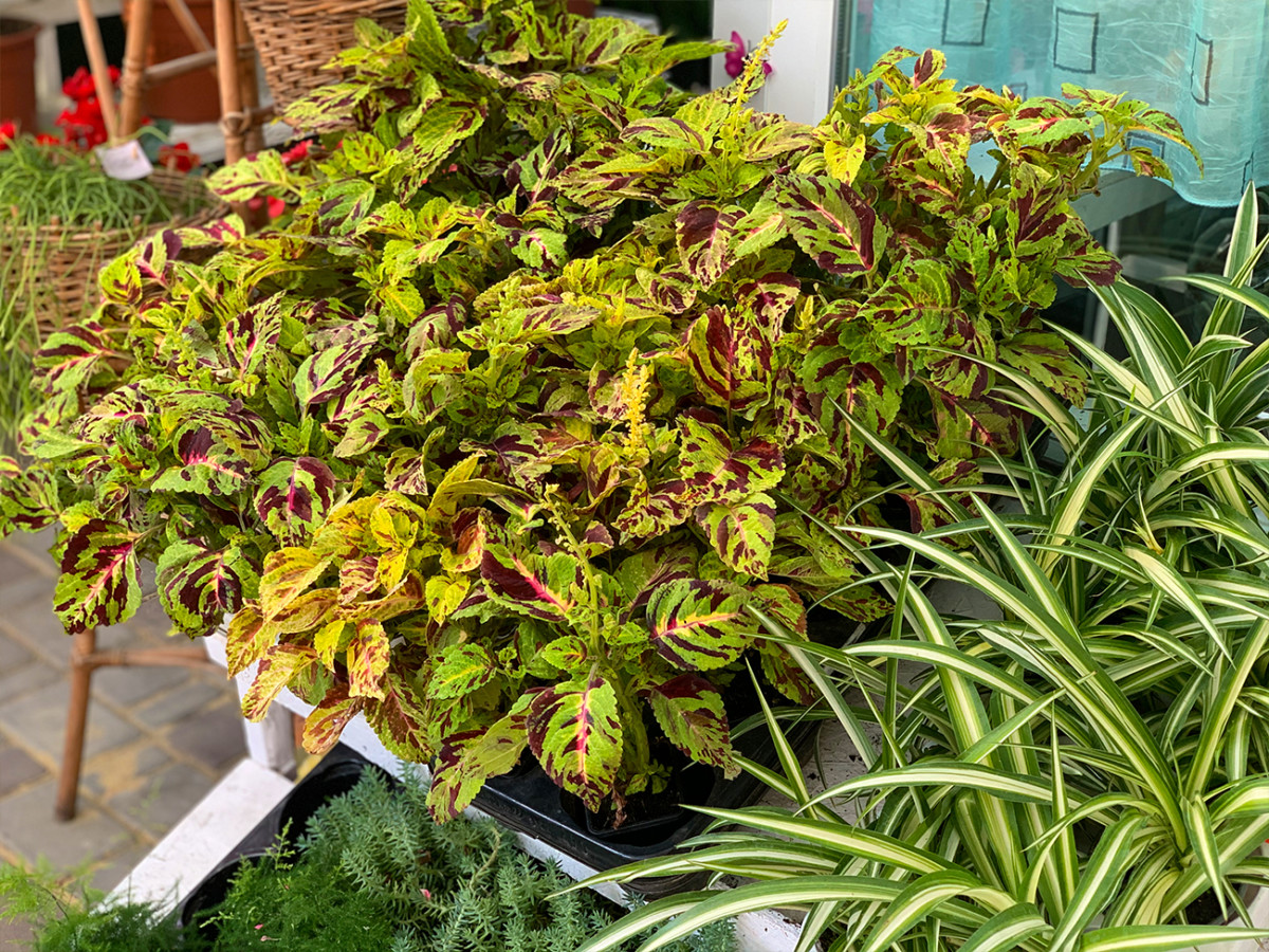 где купить комнатные растения в Коблево