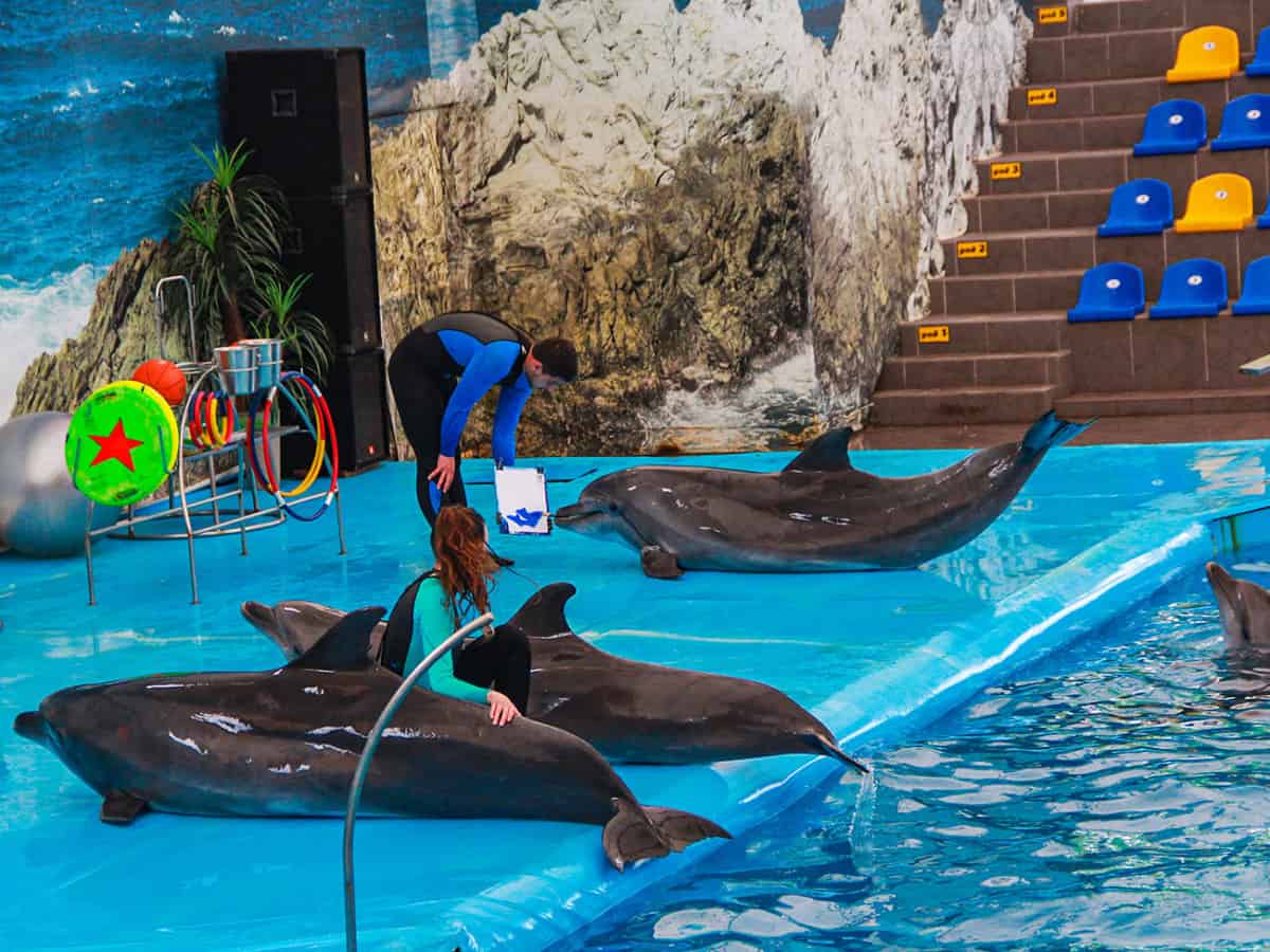 Дельфин рисует Коблево