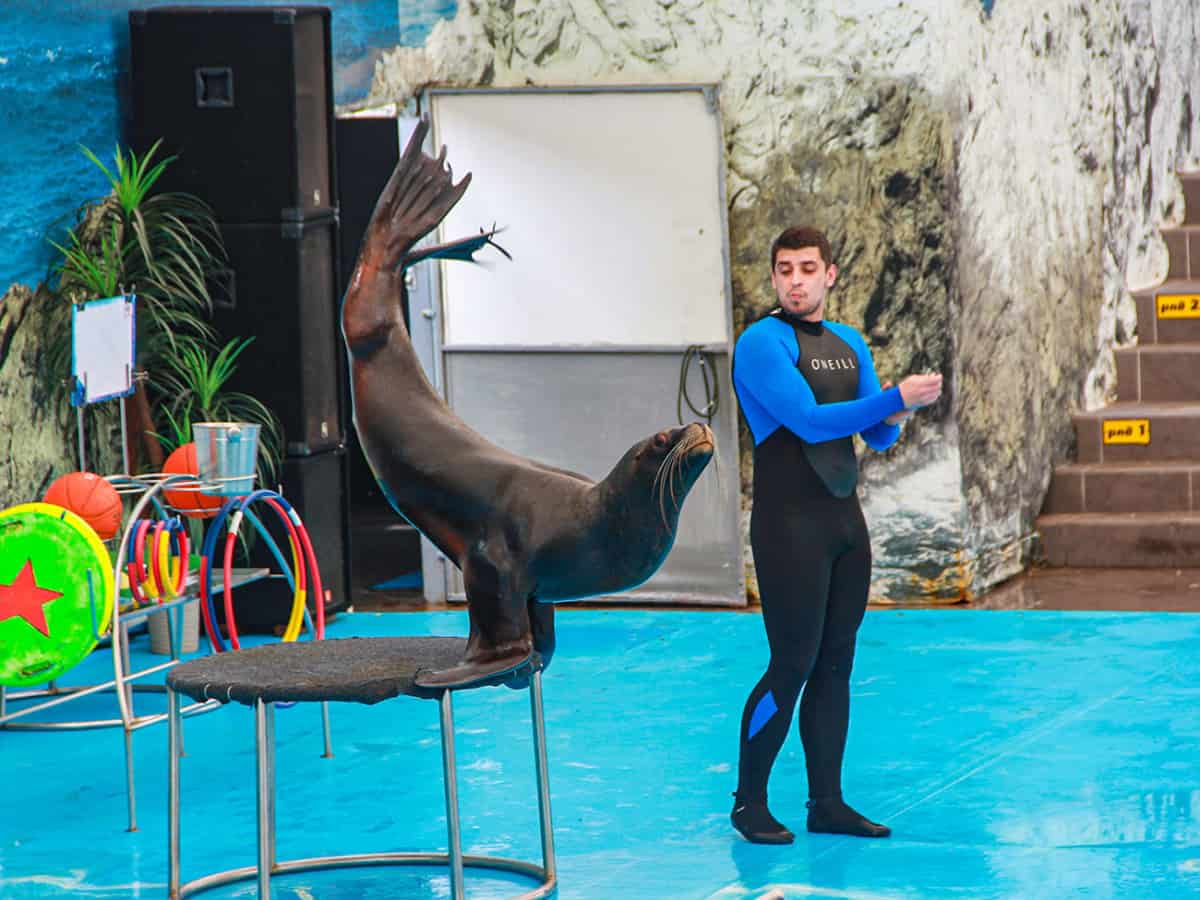 Морской котик трюки Коблево