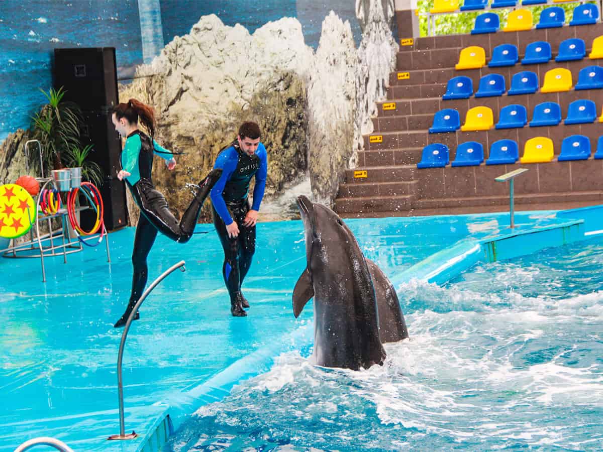 Дельфины Коблево