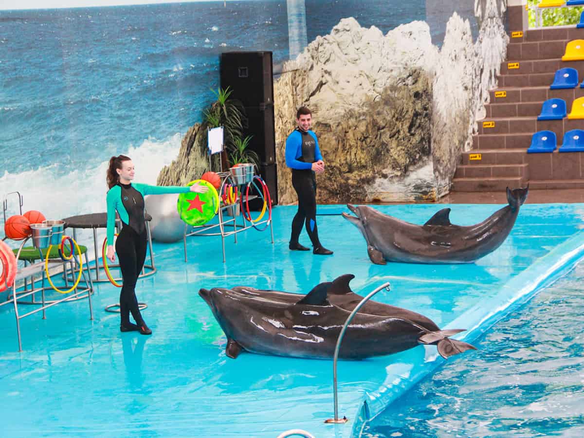 Тренера с дельфинами Коблево