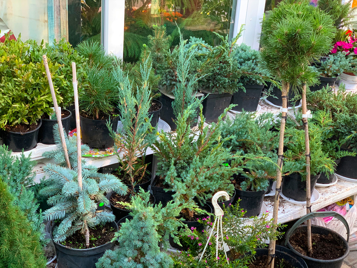 купить в коблево хвойные растения