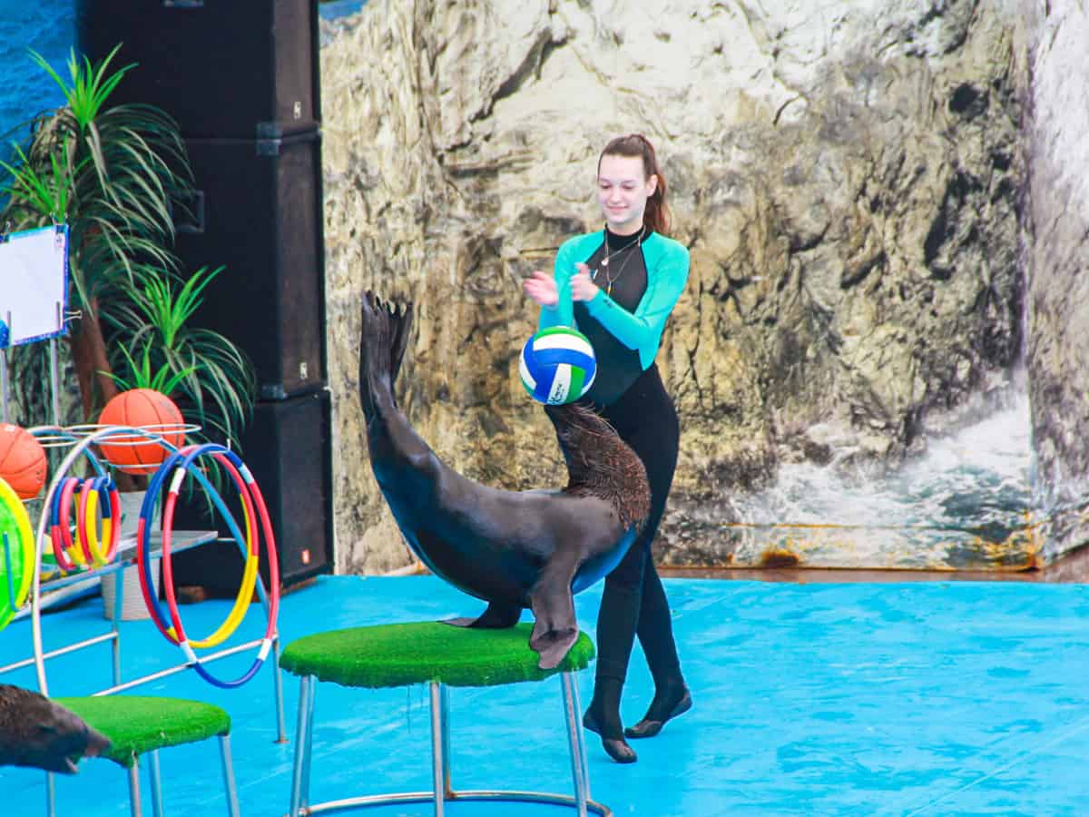 Дельфинарий немо в Коблево