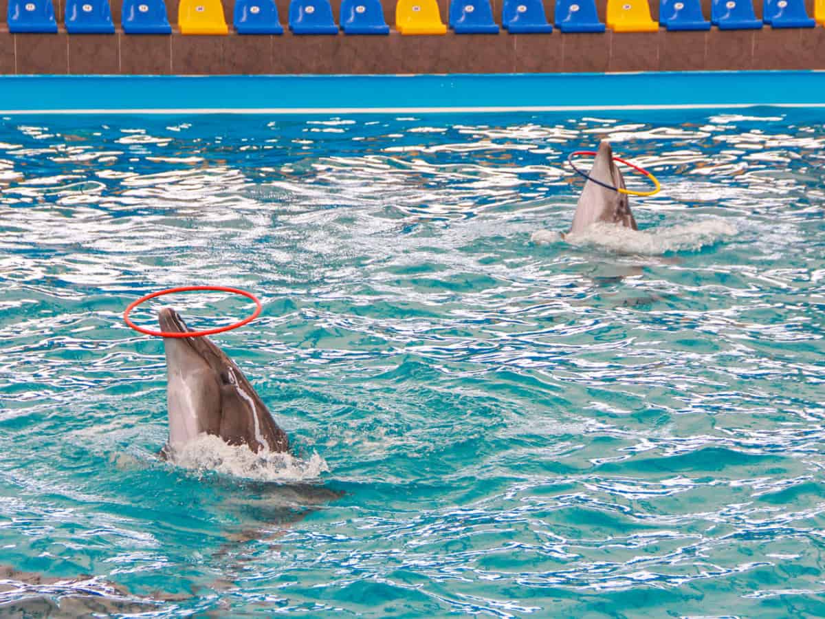 Дельфинарий Немо в Коблево