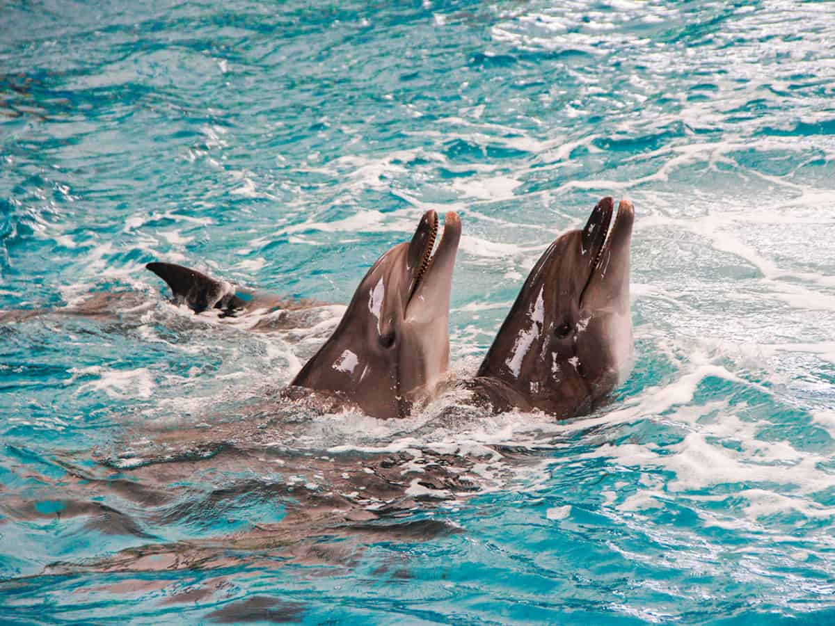 Дельфинарий Немо в Коблево