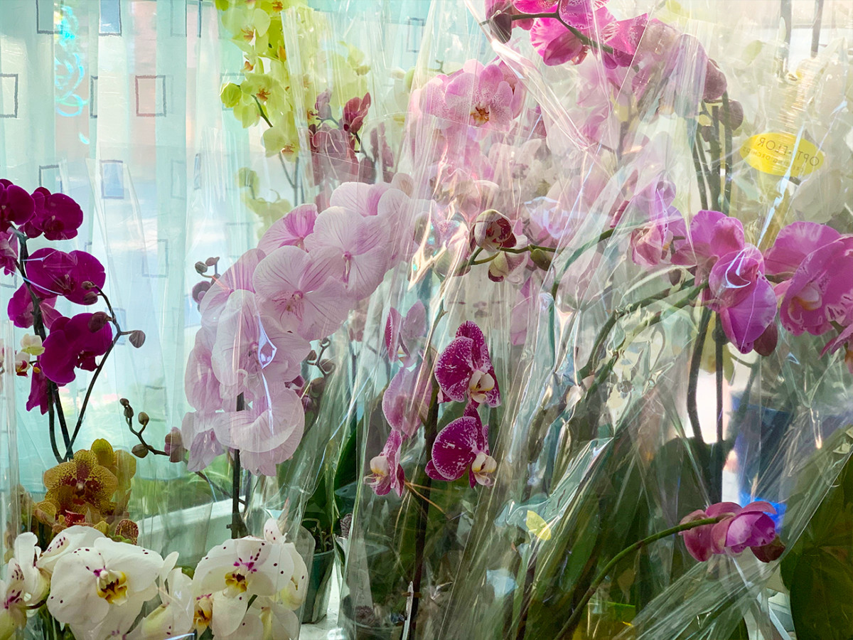 купить орхидею в Коблево