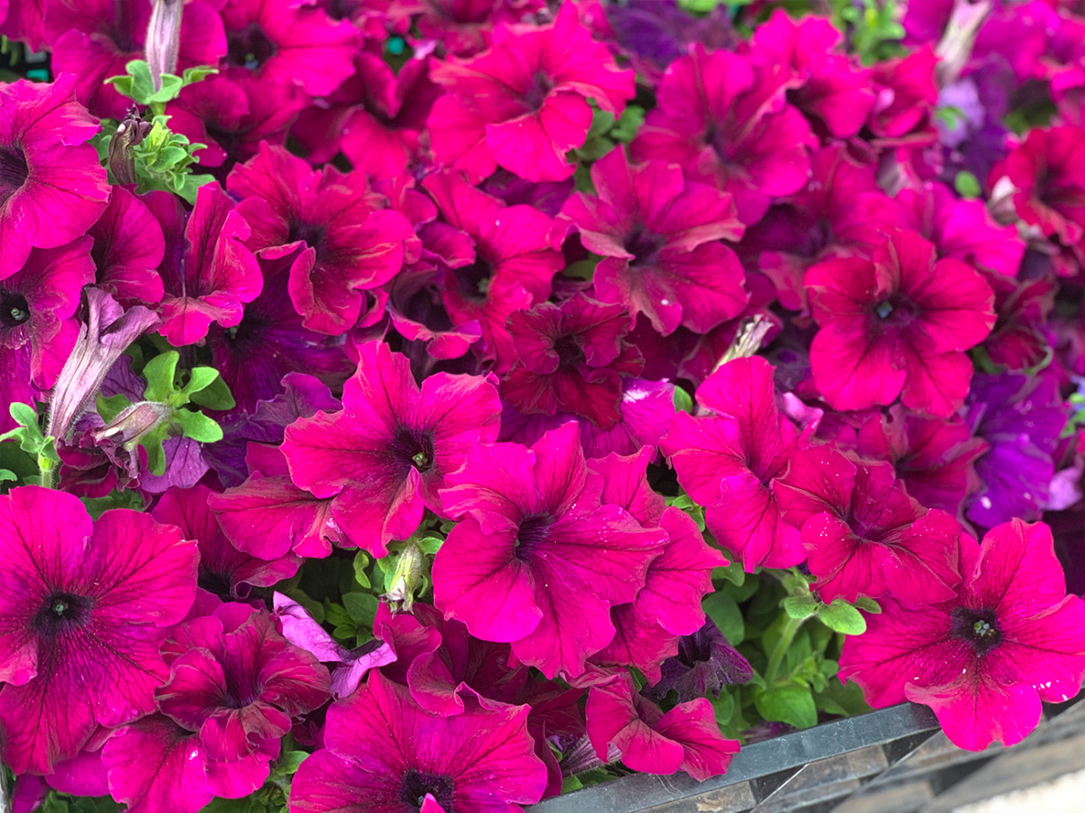 купить петунии в Коблево фото