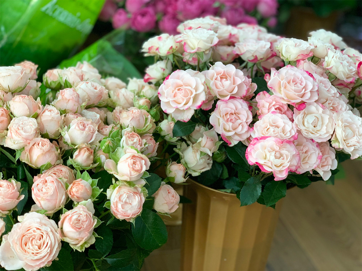 доставка роз в Коблево