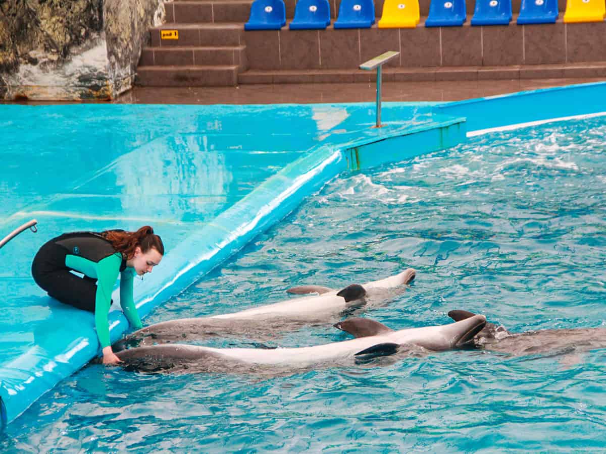 Дельфинарий Немо в Коблево