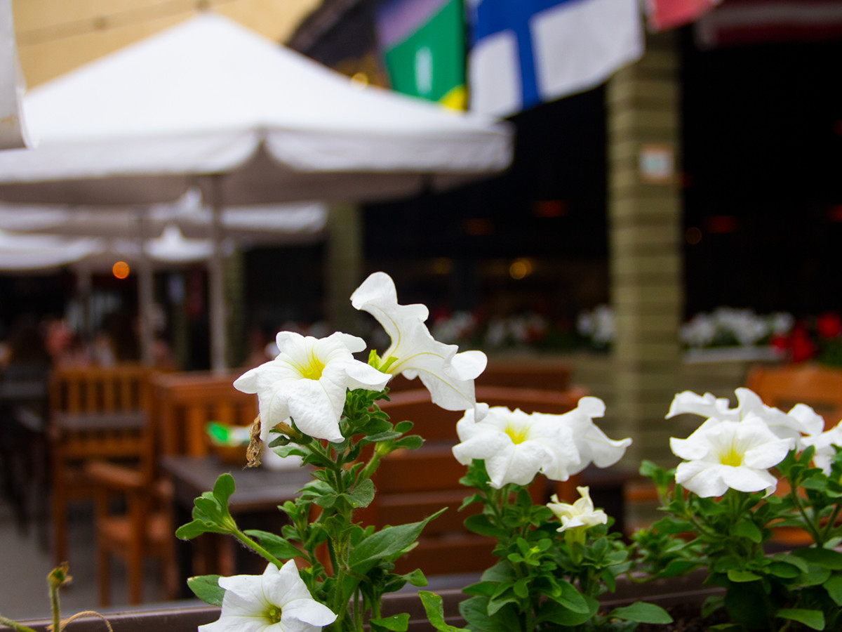 Где поесть в Коблево 2020