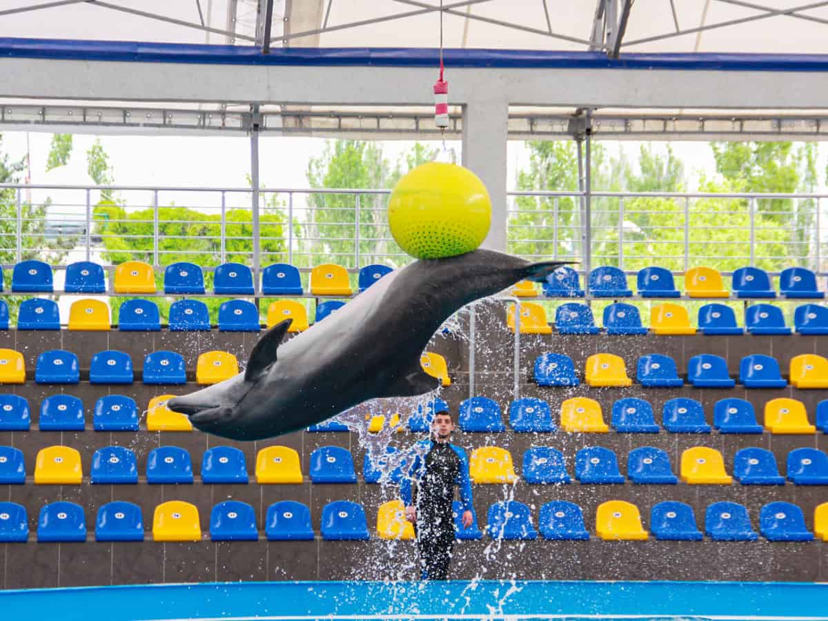 Представление с дельфинами Коблево