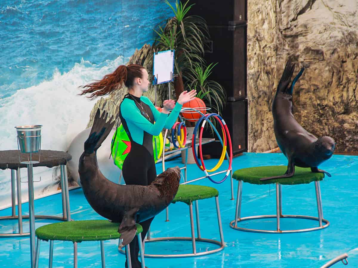 Выступление морских котиков Коблево